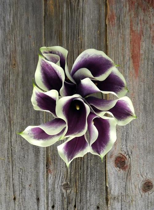 PICASSO  BICOLOR PURPLE/CREAM MINI CALLA